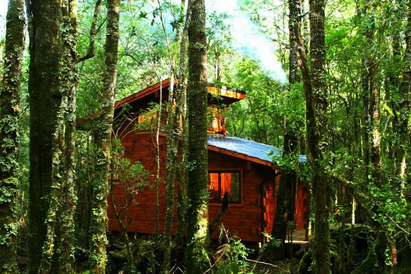 Cabanas Bosque Milenario Conaripe Luaran gambar